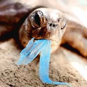 Marine Debris is Killing Wildlife